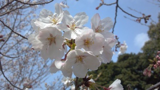2012-04-02_14-23-27_414.jpg